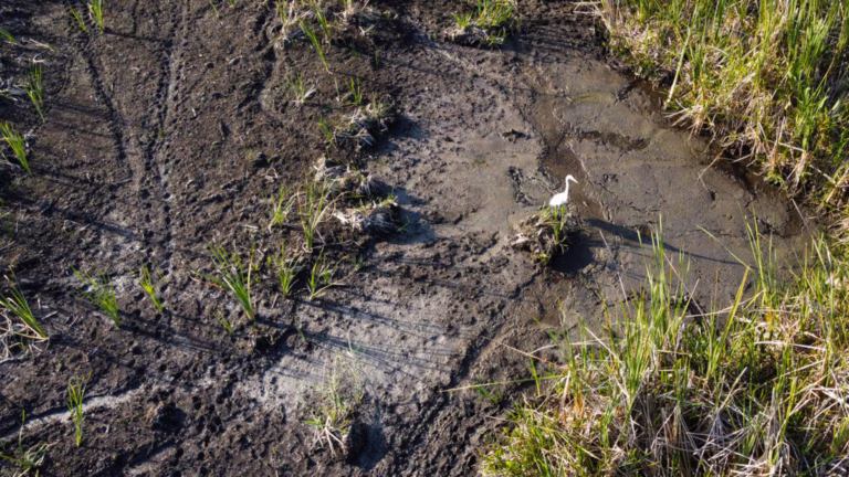 The severe drought in Florida’s Everglades adversely affects the wildlife and the tourism industry in the area.