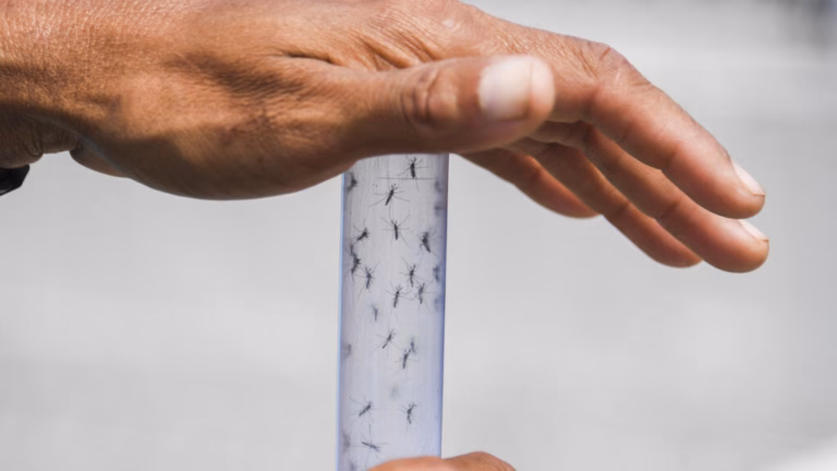 Europe Faces Imminent Threat of Dengue and Chikungunya as Mosquitoes Expand Northward