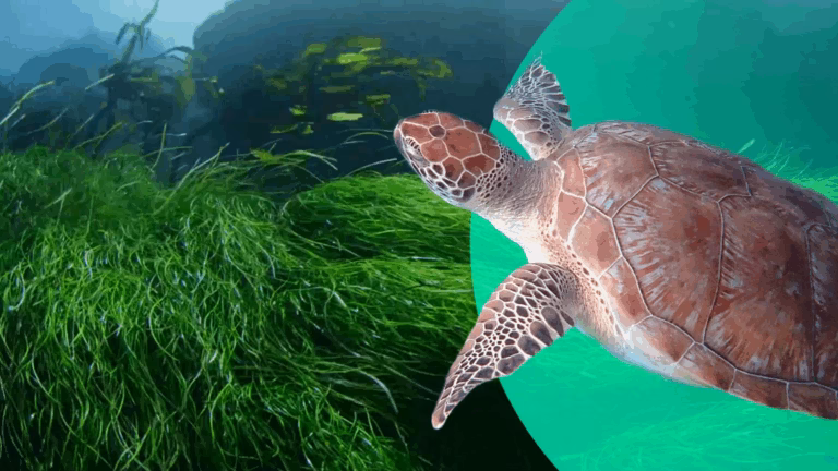 Preserving the Overlooked Saya de Malha Bank Ecosystem