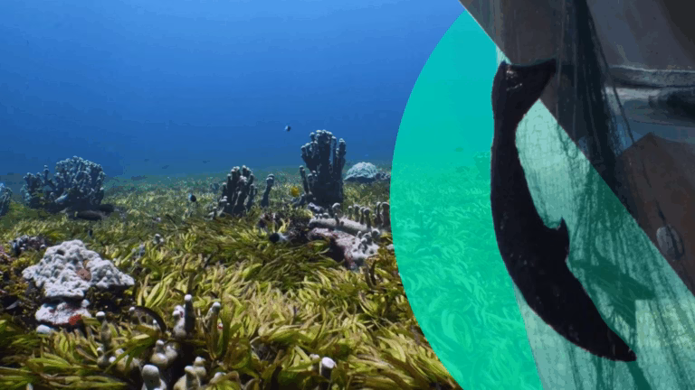 Sharks in the Saya de Malha Bank Are on the Brink of Extermination Due to Fin Hunting