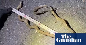 Japan’s busiest bullet train route abruptly halted over a snake on the tracks | Japan