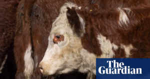 Australian government data reveals the fatalities of numerous domesticated animals after being conveyed to export slaughterhouses | News pertaining to Australia