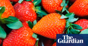 “UK’s bountiful spring yields a bounty of ‘oversized’ strawberries – too large to pop in your mouth” | The Global Food & Beverage Sector