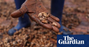 Researchers alert that the EU’s “chocolate crisis” has been compounded by the climate crisis.