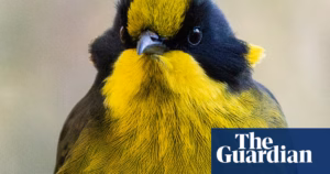 Helmeted honeyeaters make their comeback to Cardinia, Victoria after a 40-year absence following the devastating Ash Wednesday bushfires of 1983 | Victoria