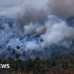 Tropical forests suffer unprecedented devastation from fires, exacerbating climate concerns.