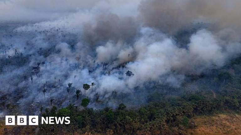 Tropical forests suffer unprecedented devastation from fires, exacerbating climate concerns.