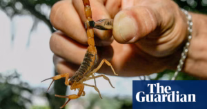 Scorpion invasions in Brazil: reported sting cases surge by 155% in urban areas