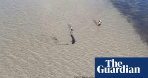 “Heart racing”: Australians brave the waves to rescue a great white shark trapped in shallow waters near South Australia.