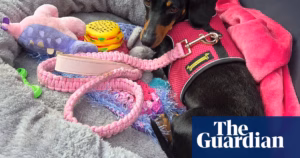 Following 500 days of surviving the wild, Valerie finds herself at her heaviest weight yet. Could it be that someone has been providing for the small dachshund? | Kangaroo Island