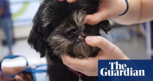 ‘UK veterinary complaint procedures frequently disadvantage pet owners’ | Veterinary medicine