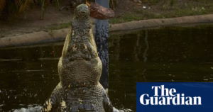 Australian Election 2025: Speckles the Clairaudient Crocodile Makes Bold Predictions on Winning Party