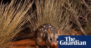A Decade Post-Reintroduction, Western Quolls and Brushtail Possums Flourish in National Park | Wildlife