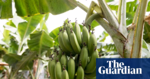 The widely-consumed fruit, the banana, is at risk due to the global climate crisis, as indicated by recent investigations.