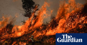 Forests around the world saw an unprecedented level of devastation due to fires in the past year, according to alarming new data on deforestation.