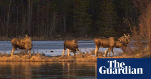 Sweden’s Moose Migration Livestream Concludes After 478 Hours of Viewing | Sweden