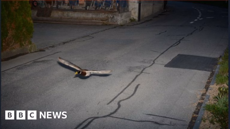 Swiss Traffic Surveillance Records Duck in Flight
