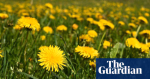 Culture of Weeds: A Case for Embracing Dandelions This Spring to Benefit Insects
