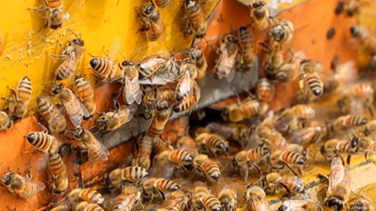 In the United States, a truck accident leads to the escape of 250 million bees – April 13, 2025