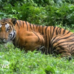 Local residents fatally attack endangered Royal Bengal tiger in northeastern India