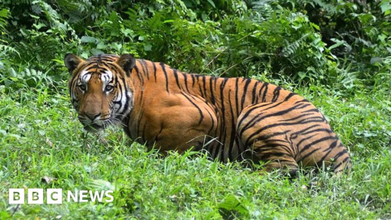 Local residents fatally attack endangered Royal Bengal tiger in northeastern India