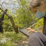 Chimpanzees in the wild caught on camera utilizing primitive forest medicine