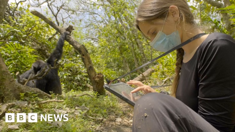 Chimpanzees in the wild caught on camera utilizing primitive forest medicine
