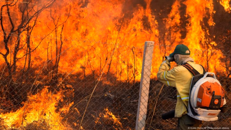 Widespread wildfires significantly contributed to all-time high deforestation in 2024, as reported by DW on May 21, 2025.