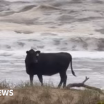 Australia’s Extensive Flooding Results in Cattle Being Swept Away and Deposited on Shorelines