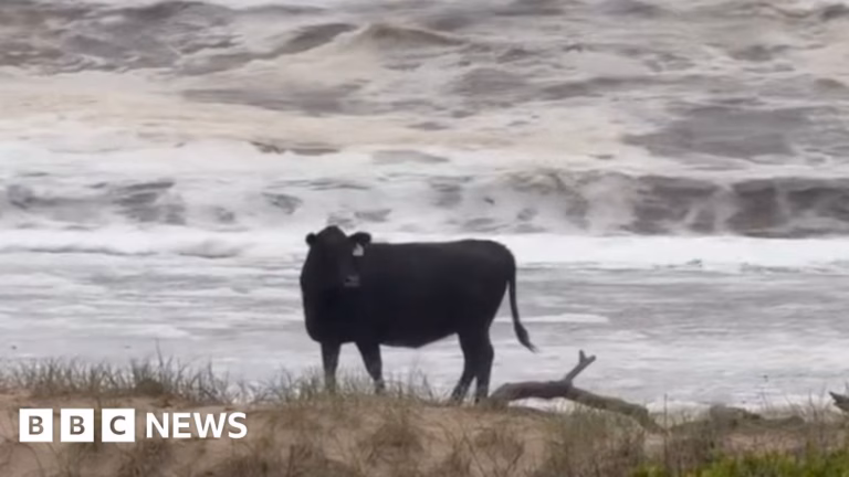 Australia’s Extensive Flooding Results in Cattle Being Swept Away and Deposited on Shorelines