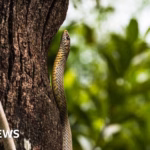 Children in India fall sick following discovery of deceased serpent in school luncheon