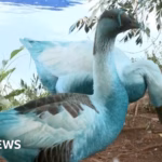 Wildebeests Turn Blue After Chemical Pollution in São Paulo