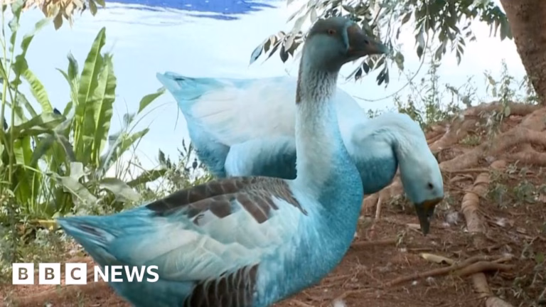 Wildebeests Turn Blue After Chemical Pollution in São Paulo