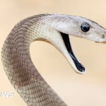 ‘Unmatched’ serpent antivenom derived from individual subjected to 200 snake bites