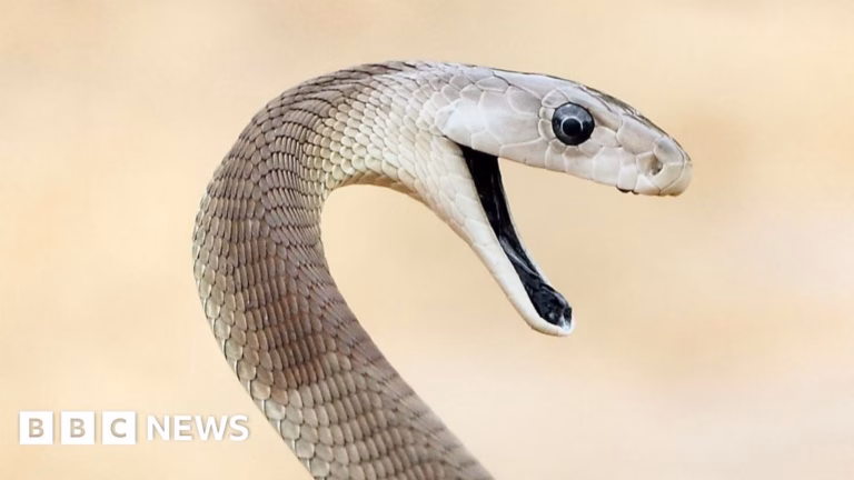 ‘Unmatched’ serpent antivenom derived from individual subjected to 200 snake bites