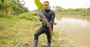 Malaysia’s “aquatic predators” are tackling invasive species one catch after another | Environmental Updates