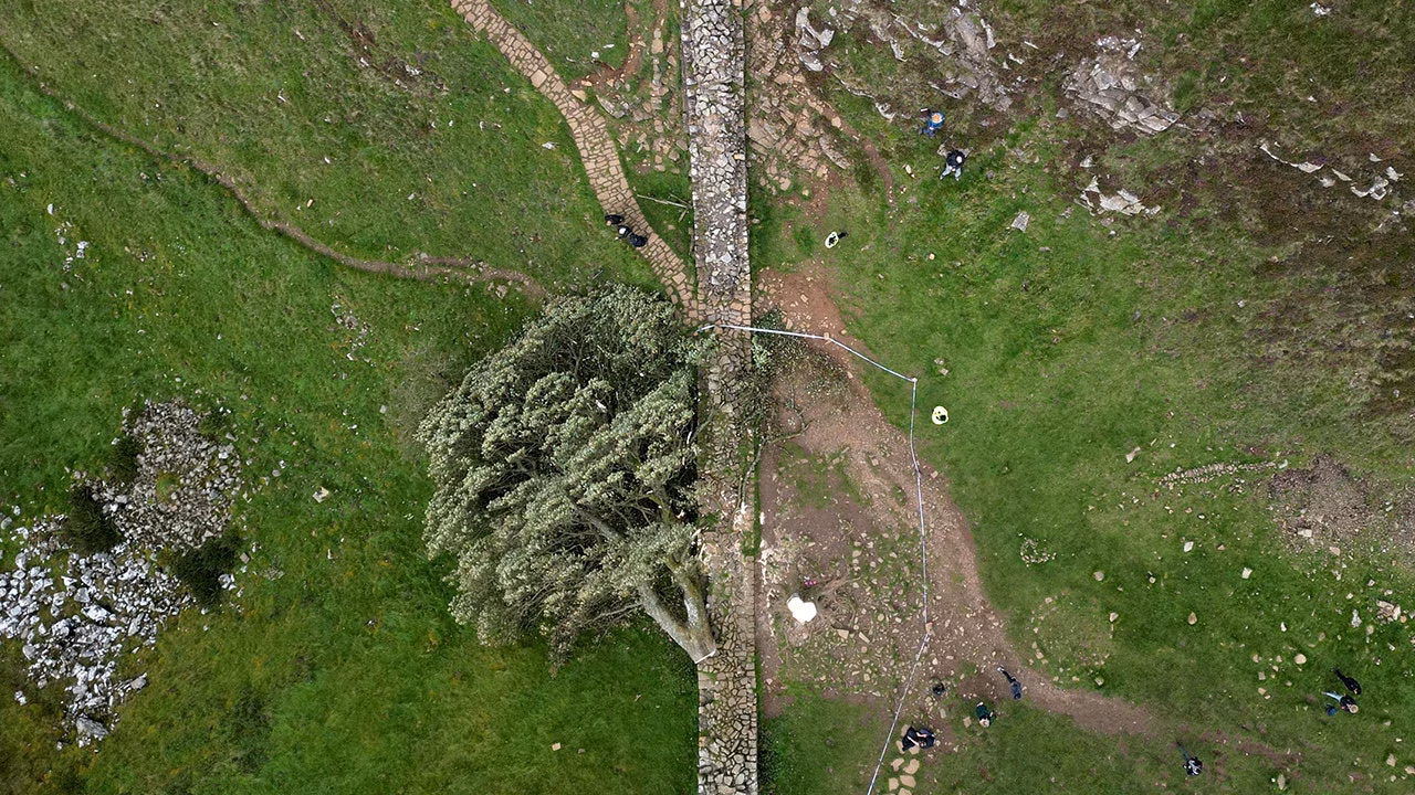 Sycamore gap tree felled.jpg