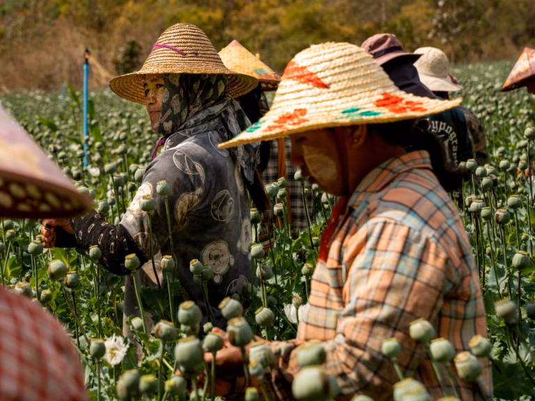 “This is our means of survival”: Understanding the practice of opium poppy cultivation in Myanmar’s Shan State | Drug Industry Insights