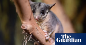 A long-lost possum species, believed to be extinct in regions beyond Victoria, has been reconfirmed by ecologists in New South Wales following a groundbreaking ‘amazing’ discovery.