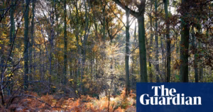 Decline in UK Woodland Wildlife: Report Highlights Habitat Degradation as Primary Cause