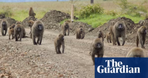 Baboons who maintain a close bond with their fathers tend to have longer lifespans, particularly females | Wildlife study