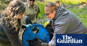 Michigan: 2-Year Ordeal Ends as Rescuers Remove Stuck Lid from American Animal’s Neck