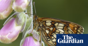 Sunny Spring Boosts Rare Heath Fritillary Butterfly Population on Exmoor | Butterfly Update