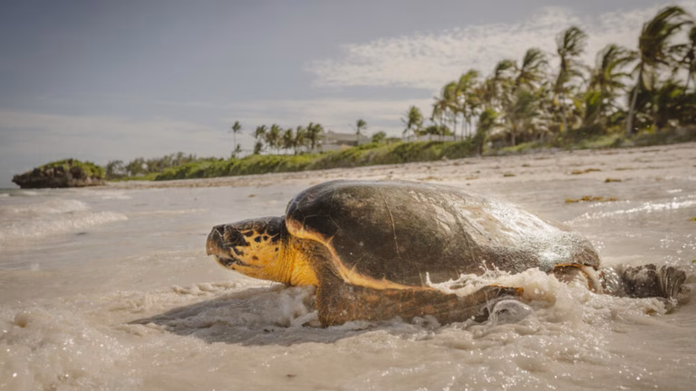 Global leaders convene on the French Riviera for a UN gathering addressing the urgent state of the world’s oceans.