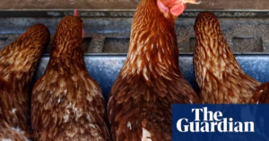 Title: “Minimizing Risks of ‘Hen Heaven’ in Free-Range Egg Production as Cages Are Phased Out Globally”