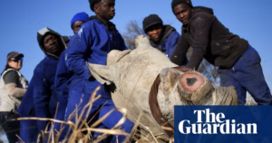 Study reveals: Removing rhino horns decreases poaching incidents by 80% | Wildlife