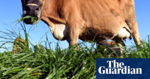 New Zealand Dairy Craze: Locals Embracing Butter-making Amid Rising Cost of Milk | New Zealand