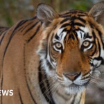 Honoring the legendary tiger’s crocodile hunting prowess in India