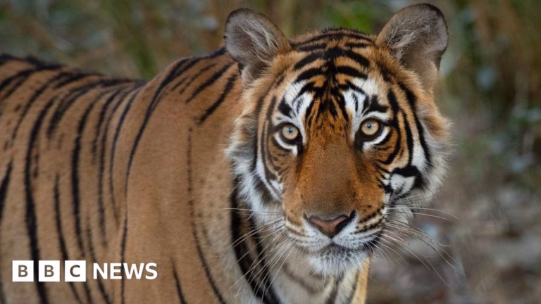 Honoring the legendary tiger’s crocodile hunting prowess in India
