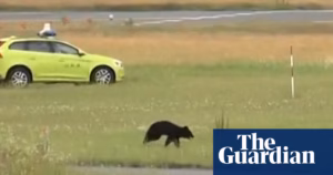 Standoff between Escaped Bear and Japanese Airport Authorities | Japan